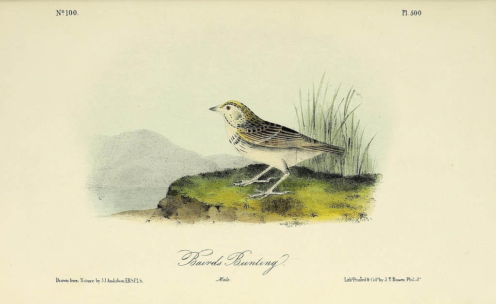 Jama Roots Newsletter Blog Keitha's Journal bird picture